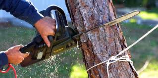 Best Tree Cabling and Bracing  in Chincoteague, VA
