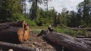 Best Tree Risk Assessment  in Chincoteague, VA