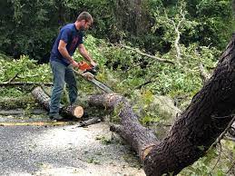 Best Tree Trimming and Pruning  in Chincoteague, VA