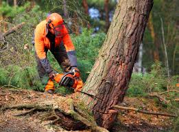 Best Hedge Trimming  in Chincoteague, VA