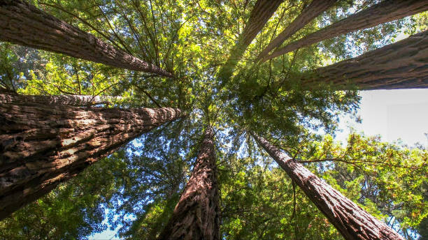 Best Tree Preservation Services  in Chincoteague, VA