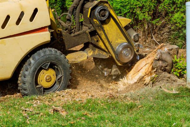 Best Pest Control for Lawns  in Chincoteague, VA