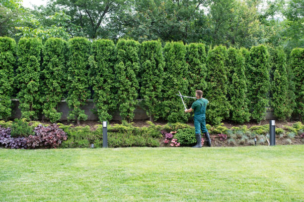 Best Sod Installation  in Chincoteague, VA
