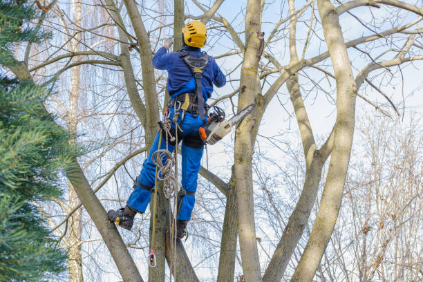 Best Aeration Services  in Chincoteague, VA