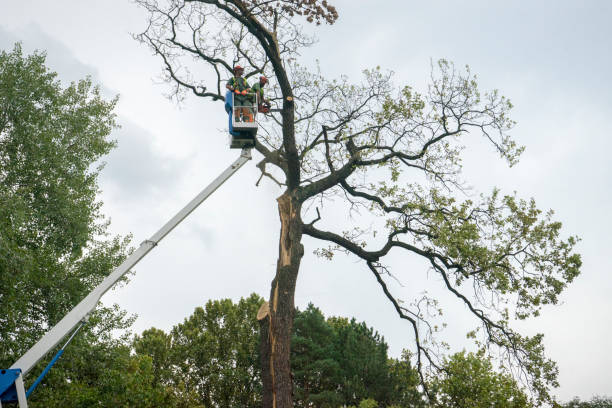 Best Hazardous Tree Removal  in Chincoteague, VA