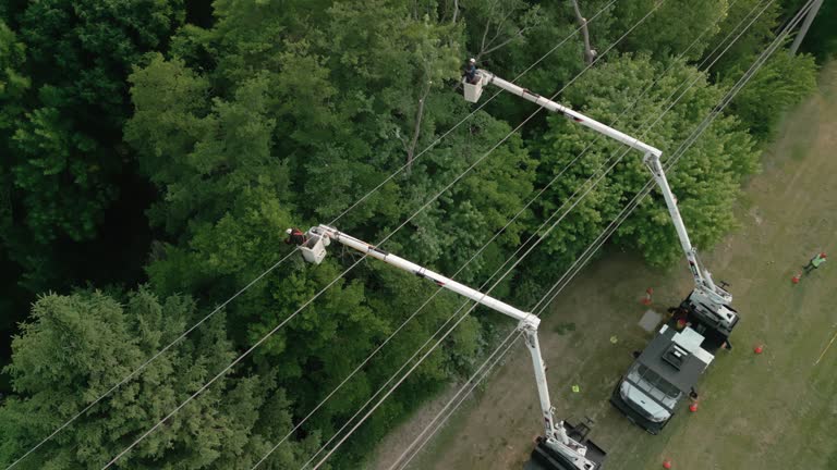 How Our Tree Care Process Works  in  Chincoteague, VA