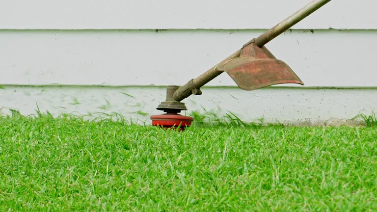Professional Tree Services in Chincoteague, VA
