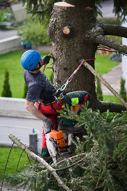 Best Organic Lawn Care Solutions  in Chincoteague, VA