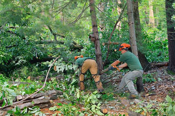 Best Lawn Renovation and Restoration  in Chincoteague, VA