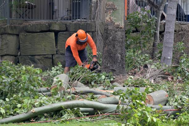 Best Commercial Tree Services  in Chincoteague, VA
