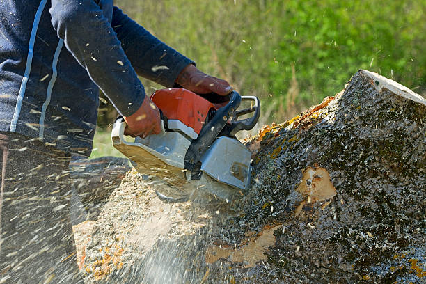 Best Soil Testing and Treatment  in Chincoteague, VA