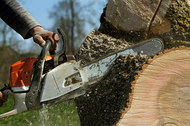 Best Leaf Removal  in Chincoteague, VA